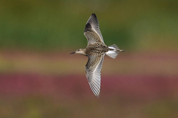 Ruff Calidris pugnax