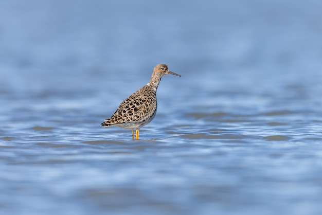 Ruff sur un étang