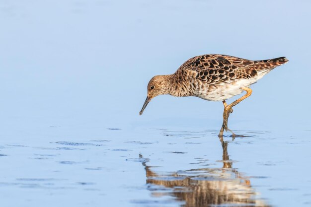 Ruff oiseau aquatique (Philomachus pugnax) Ruff dans l'eau