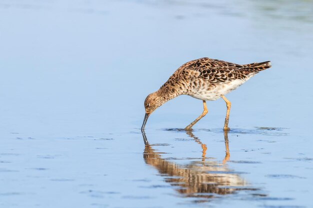 Ruff oiseau aquatique (Philomachus pugnax) Ruff dans l'eau