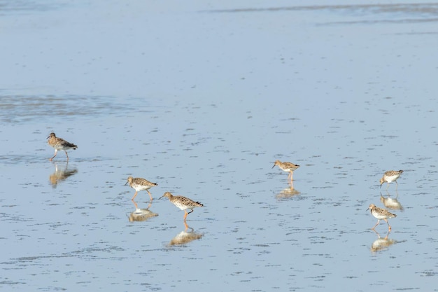 Ruff Oiseau d'eau Philomachus pugnax Ruff dans l'eau