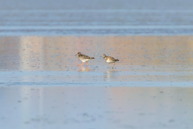 Ruff Oiseau d'eau Philomachus pugnax Ruff dans l'eau