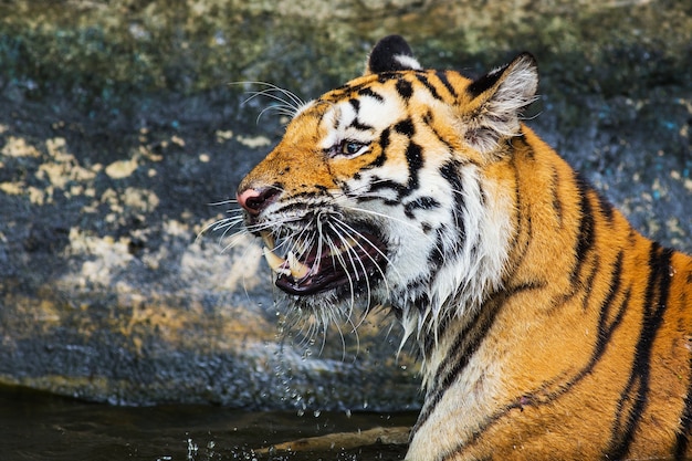 Photo rugissement du tigre de sumatra