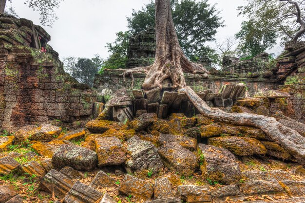 Ruines anciennes et racines d'arbres, temple Ta Prohm, Angkor, Cambodge