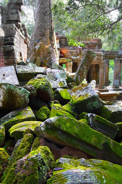 Photo ruines moussues du temple ta prohm à angkor cambodge