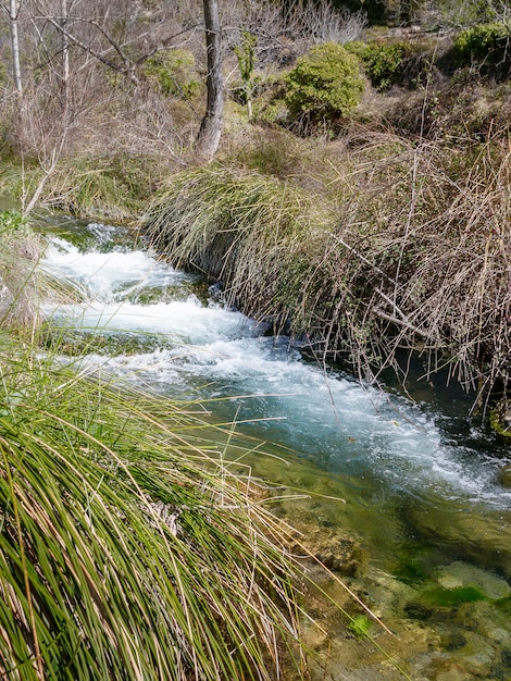 Un ruisseau avec un arbre en arrière-plan