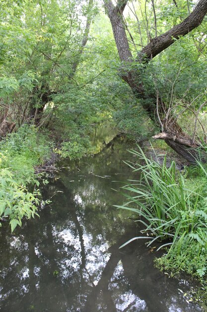 Un ruisseau avec des arbres et de l'herbe