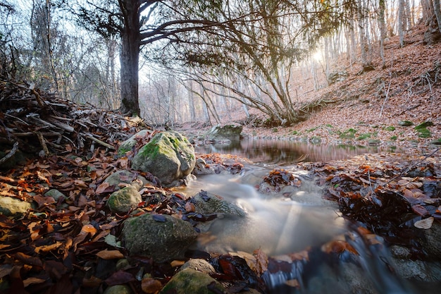 Ruisseau au coucher du soleil de la forêt d'automne Saison d'automne dans la forêt