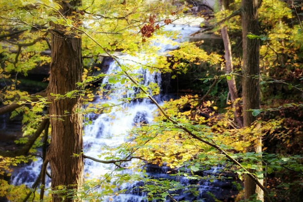 Photo un ruisseau au milieu des arbres de la forêt