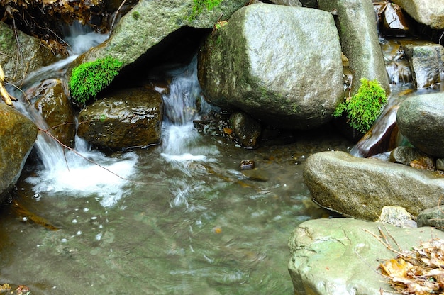 Un ruisseau au milieu de la forêt