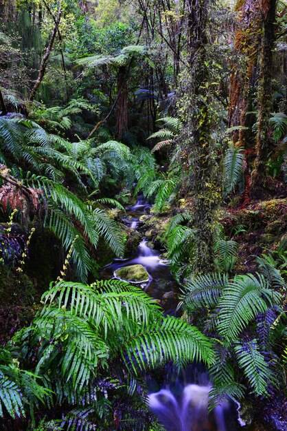 Photo un ruisseau au milieu des plantes dans la forêt