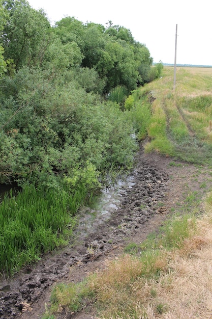 Un ruisseau boueux avec des arbres et de l'herbe