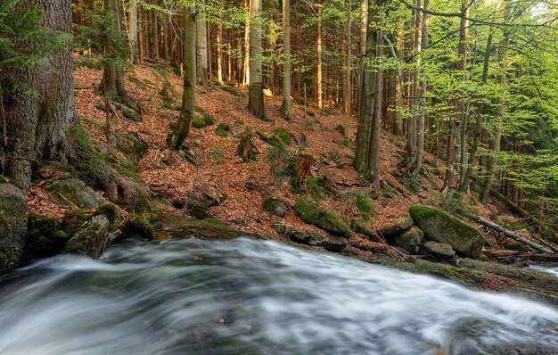 Photo un ruisseau coulant à travers les rochers de la forêt