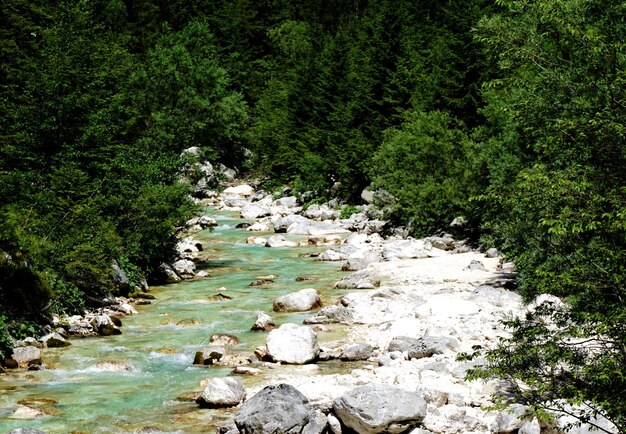 Un ruisseau coulant à travers les rochers de la forêt