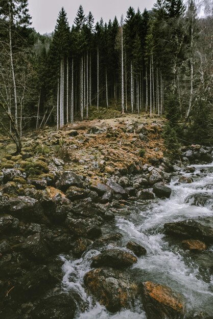 Un ruisseau coulant à travers les rochers de la forêt