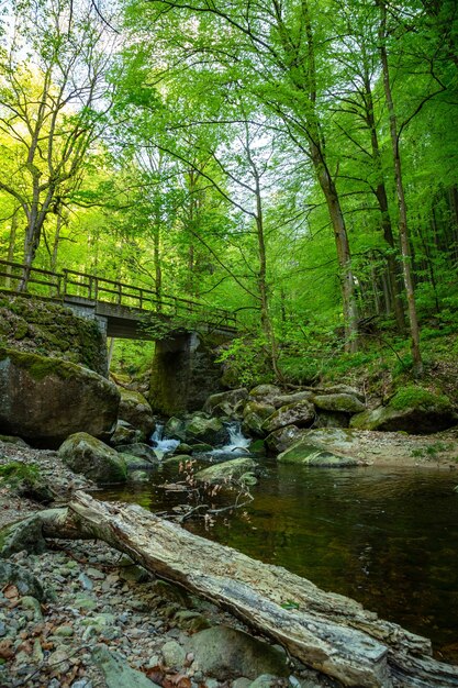 Photo un ruisseau coule au milieu des arbres de la forêt