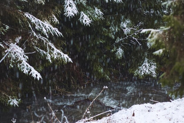 Un ruisseau couvert de neige dans la forêt