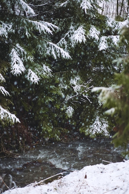 Un ruisseau couvert de neige dans la forêt