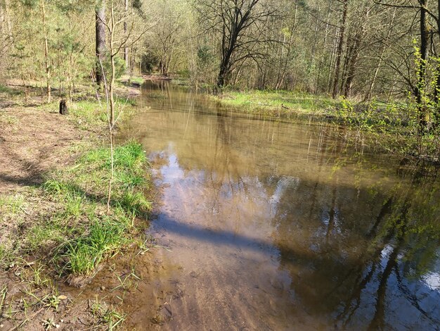 Un ruisseau dans les bois avec un arbre en arrière-plan