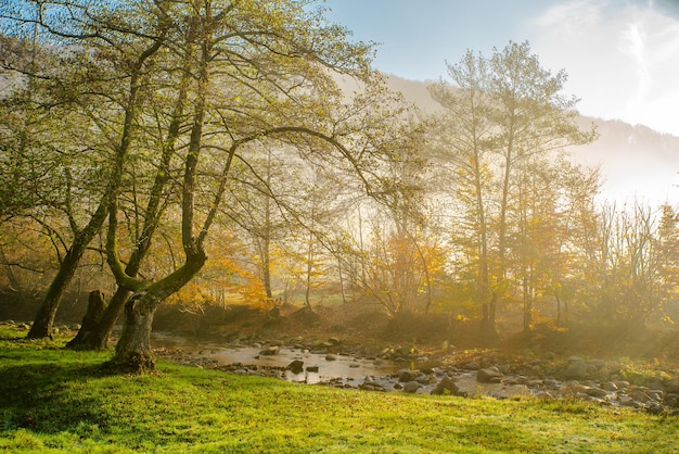 Ruisseau dans une clairière près des arbres dans le brouillard nature mystique matin saison d'automne
