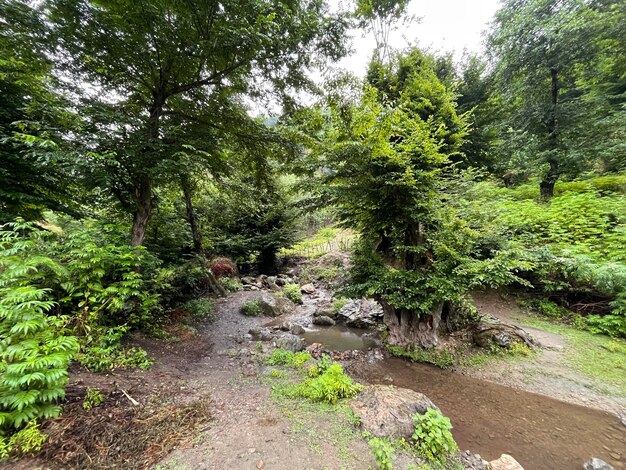 Photo un ruisseau dans la forêt avec des arbres et des plantes