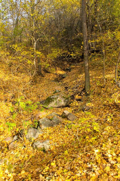 Ruisseau dans la forêt d'automne