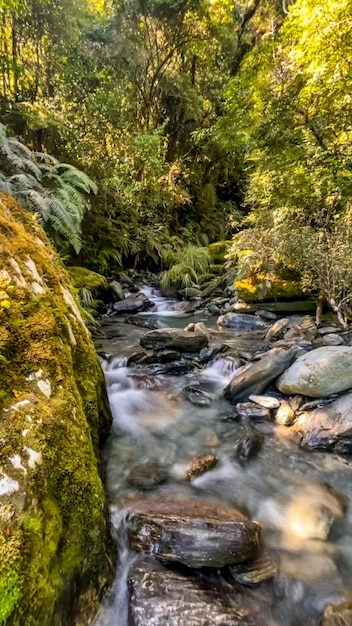 Un ruisseau dans la forêt avec de la mousse sur les rochers