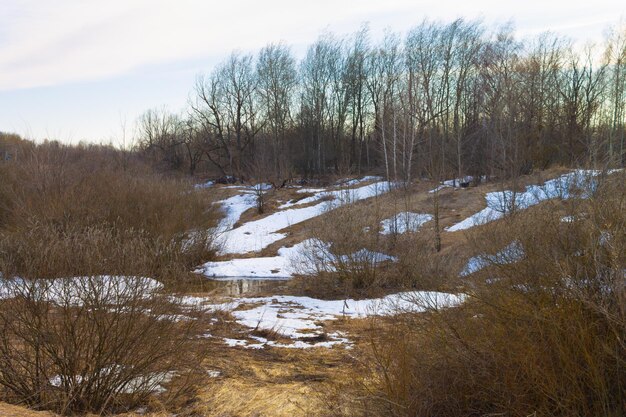 Ruisseau dans la forêt rouge avec des îles enneigées Forêt avec rivière au printemps