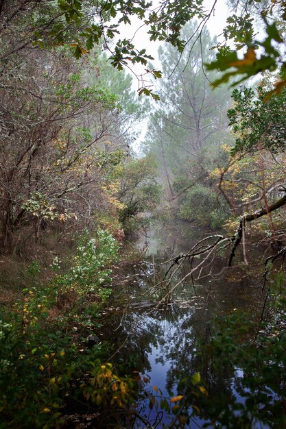 Photo ruisseau dans les landes près d'arcachon en france