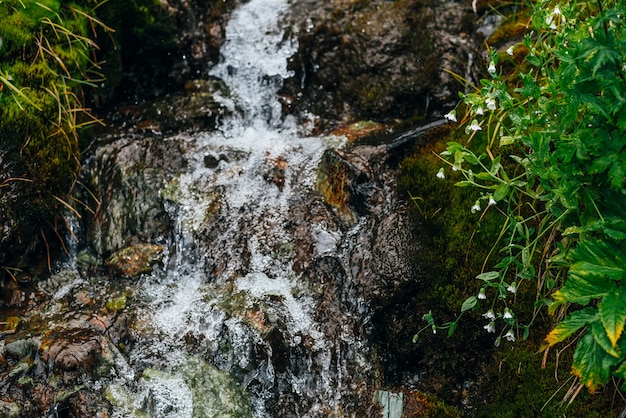 Ruisseau d'eau de source claire parmi la mousse épaisse et la végétation luxuriante