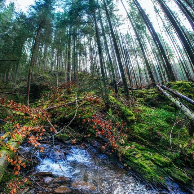 Ruisseau entre les arbres