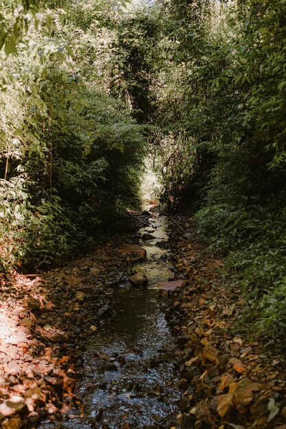 un ruisseau avec des feuilles et des rochers et un ruisseaux avec des arbres en arrière-plan