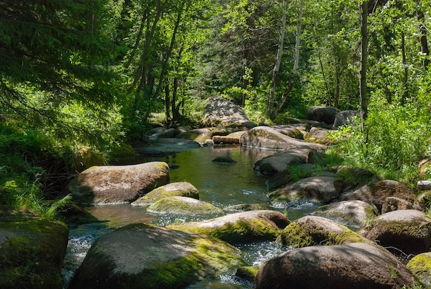 Ruisseau forestier avec de belles pierres tournées par l'eau illuminées par le soleil d'été