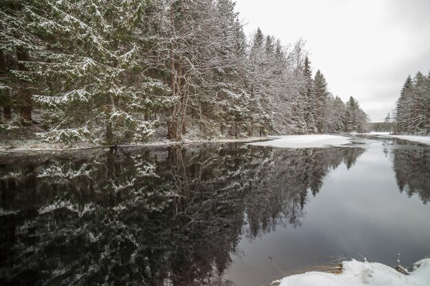 Ruisseau forestier dans la forêt d'hiver