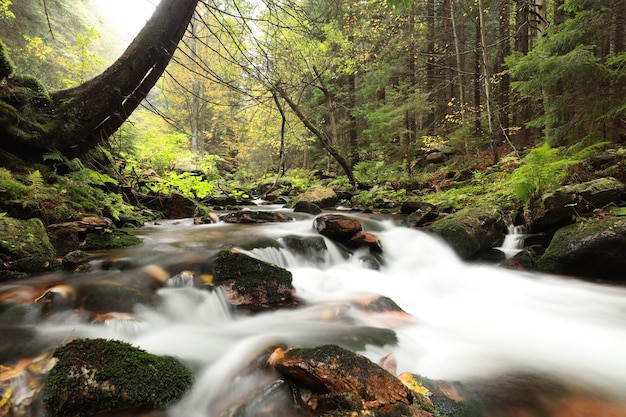 Ruisseau forestier descendant des montagnes