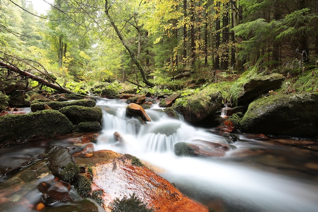 Ruisseau forestier qui descend des montagnes