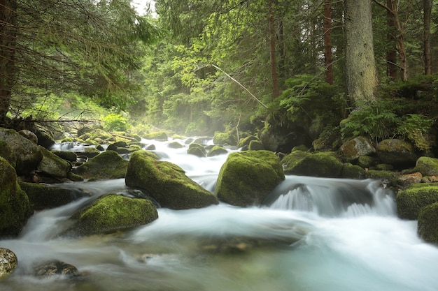 Ruisseau forestier qui descend des montagnes