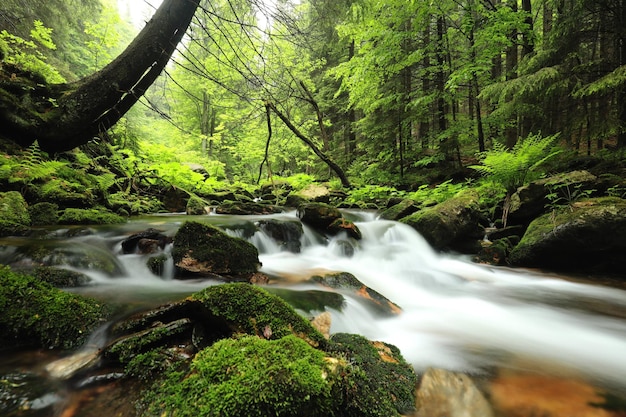 Photo ruisseau forestier qui descend des montagnes