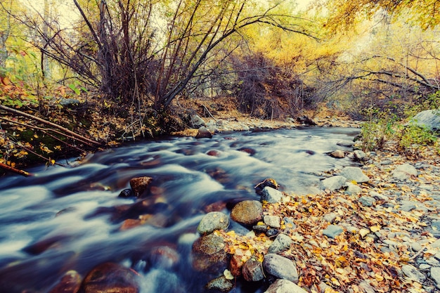 Le ruisseau de la forêt en automne