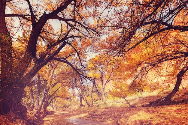 Le ruisseau de la forêt en automne