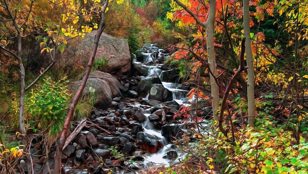 Ruisseau de la forêt rocheuse