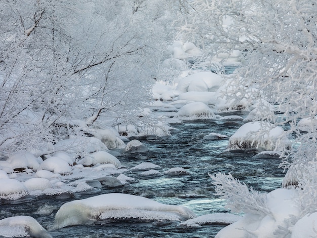 Un ruisseau d'hiver coulant, neige et glace, rivière entourée d'arbres couverts de neige