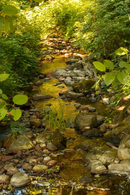 Photo ruisseau lewis à issaquah washington