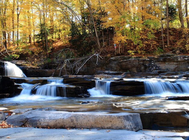 Photo un ruisseau le long des arbres