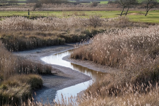 Ruisseau de marais presque sec