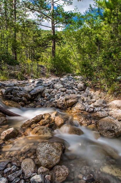 Ruisseau de montagne dans la forêt de conifères mouvement flou de l'eau entre les pierres