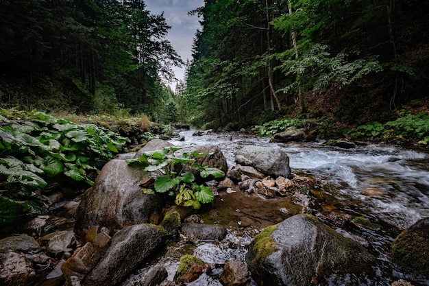 Ruisseau de montagne dans le Parc National des Hautes Tatras Pologne