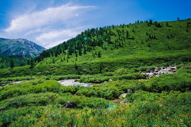 Ruisseau montagne, dans, vallée, parmi, herbe verte vive, et, riche, végétation, de, highland