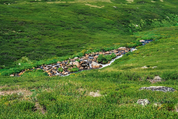 Ruisseau montagne, dans, vert, vallée, parmi, riche, végétation, de, highland, dans, ensoleillé journée