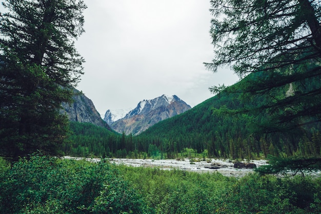 Ruisseau De Montagne Derrière Les Conifères Contre Les Montagnes Enneigées Géantes.